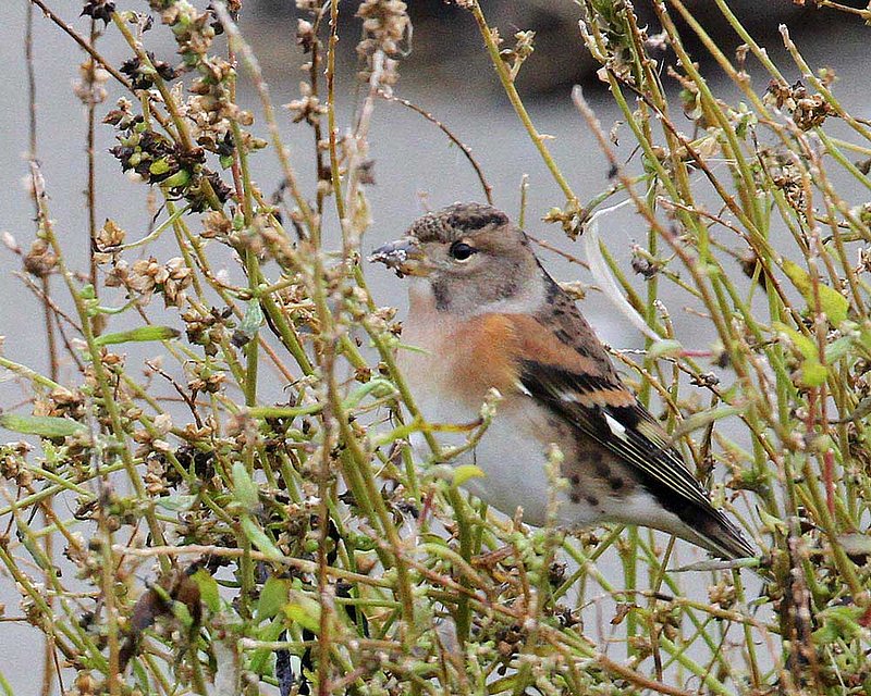 Brambling.jpg :: A rare visitor from Eurasia