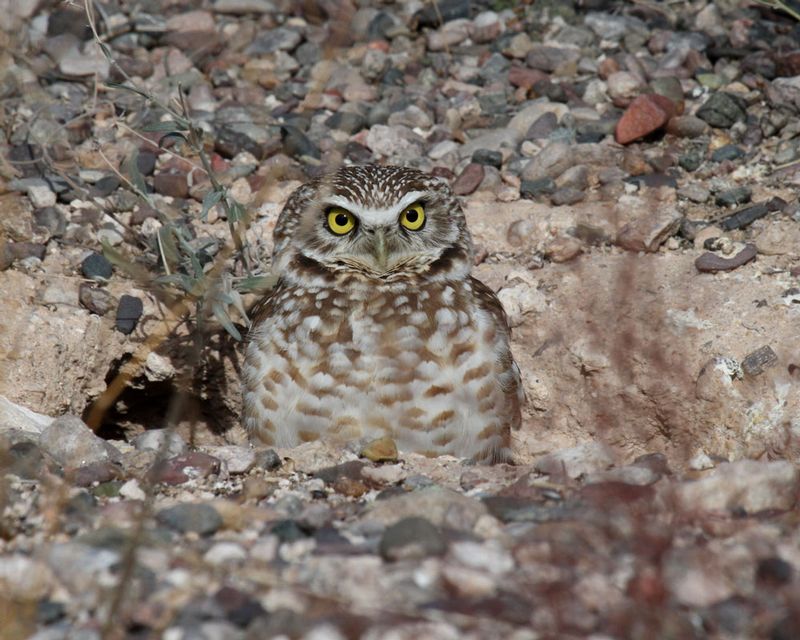 Burrowing Owl  1.jpg