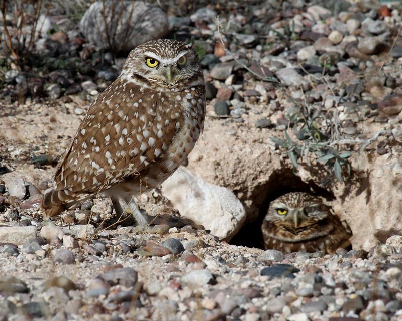 Burrowing Owl  3.jpg