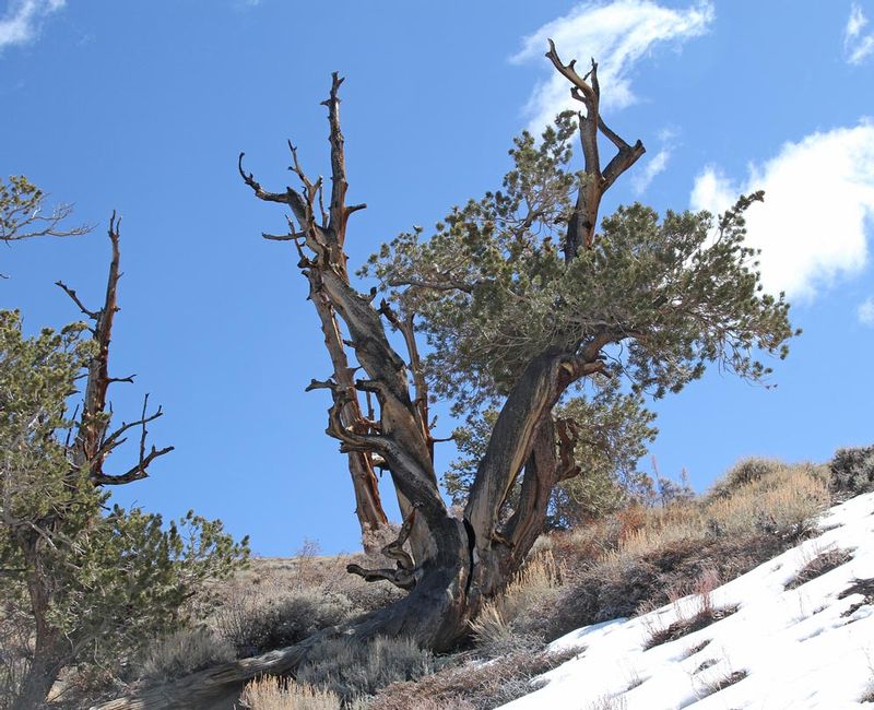 CA Bristlecone Pine 1.jpg :: At 10,000 ft elevation in the White Mtns, the Bristlecone Pine Forest contains the oldest living trees in the world, some over 4,500 years old.