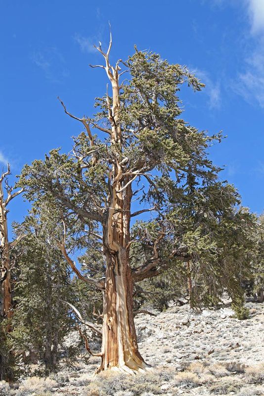 CA Bristlecone Pine 2.jpg :: At 10,000 ft elevation in the White Mtns, the Bristlecone Pine Forest contains the oldest living trees in the world, some over 4,500 years old.