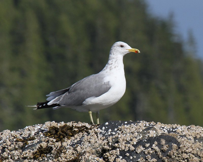 California Gull.jpg
