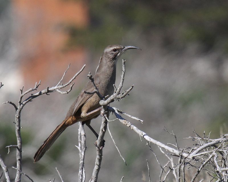 California Thrasher.jpg