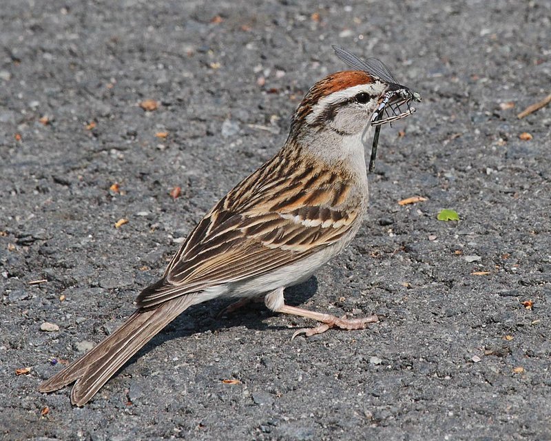 Chipping Sparrow1.jpg