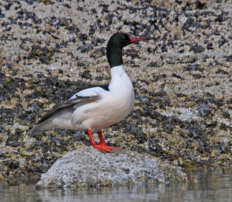 Common Merganser 1.jpg