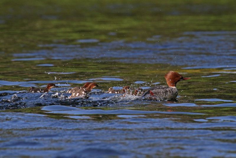 Common Merganser and chicks.jpg