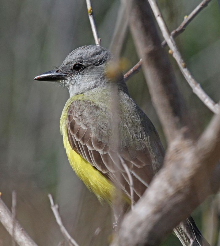Couchs Kingbird.jpg