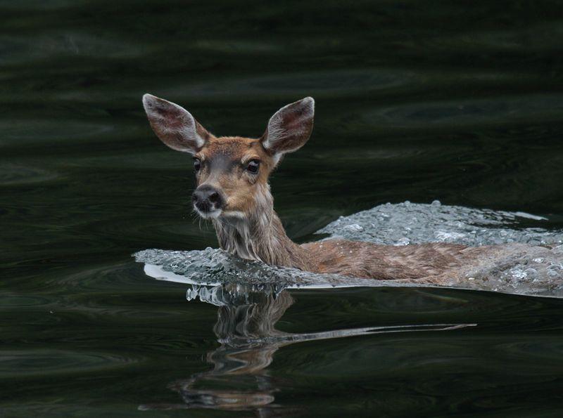Deer Swimming.jpg