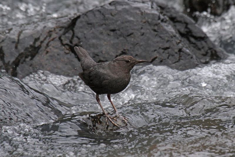 Dipper4.jpg :: Small birds that dive into rushing streams for insects, crustaceans, and fish eggs.