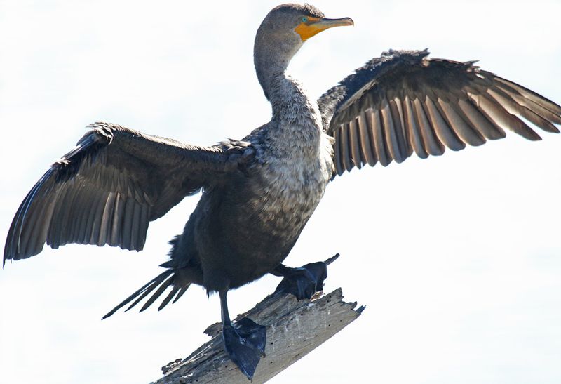 Double-crested Cormorant1.jpg