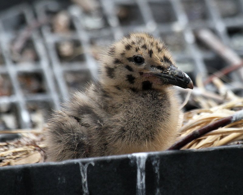 Glaucous-winged Gull chick 1.jpg :: A new generation of Glaucous-winged gulls, growing up on the ferry dock pilings in Edmonds, WA.