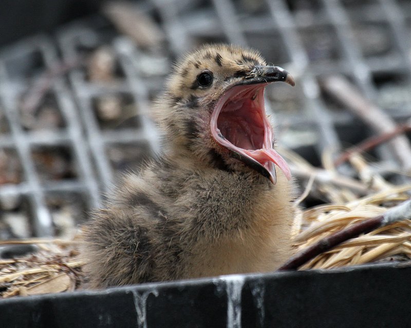 Glaucous-winged Gull chick 2.jpg :: A new generation of Glaucous-winged gulls, growing up on the ferry dock pilings in Edmonds, WA.