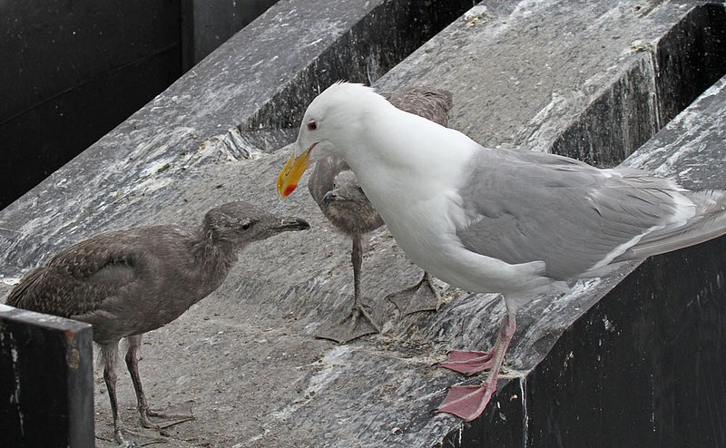 Glaucous-winged Gull feeding1.jpg :: A new generation of Glaucous-winged gulls, growing up on the ferry dock pilings in Edmonds, WA.