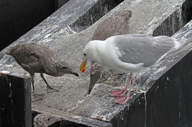 Glaucous-winged Gull feeding2.jpg :: A new generation of Glaucous-winged gulls, growing up on the ferry dock pilings in Edmonds, WA.