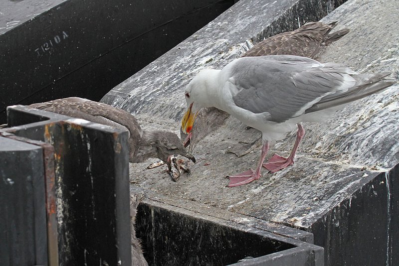 Glaucous-winged Gull feeding3.jpg :: A new generation of Glaucous-winged gulls, growing up on the ferry dock pilings in Edmonds, WA.