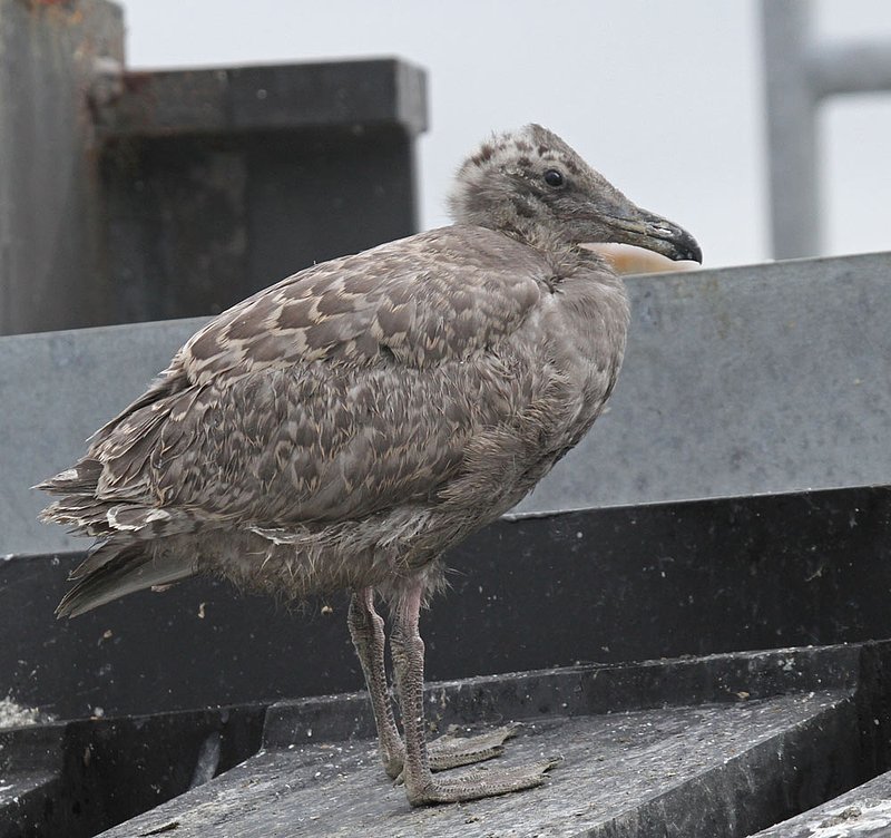 Glaucous-winged Gull imm 1.jpg :: A new generation of Glaucous-winged gulls, growing up on the ferry dock pilings in Edmonds, WA.