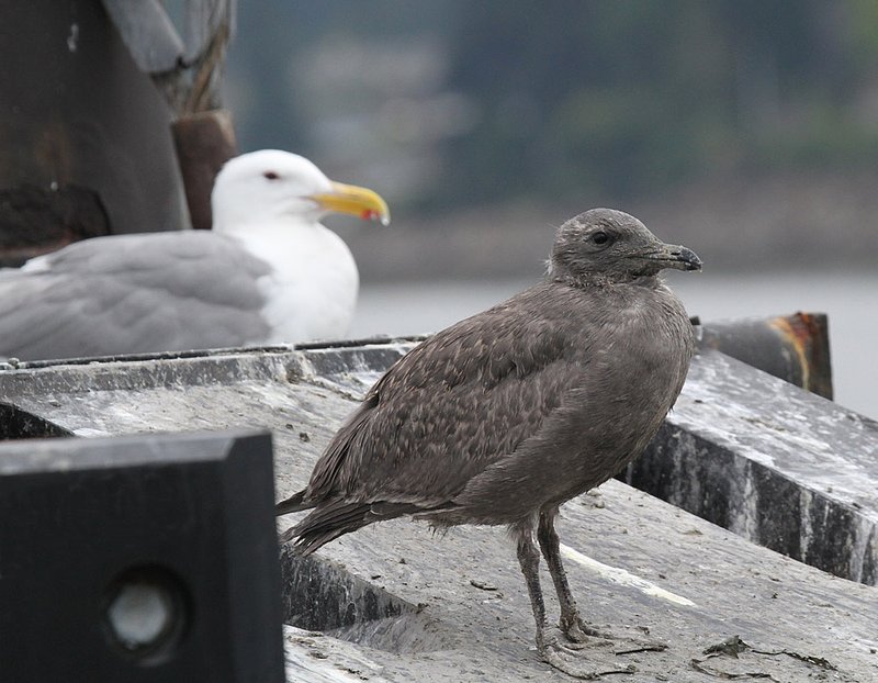 Glaucous-winged Gull imm 2.jpg :: A new generation of Glaucous-winged gulls, growing up on the ferry dock pilings in Edmonds, WA.