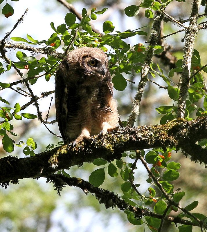 Great Horned Owl 5.jpg :: A fledgling learning to hunt.
