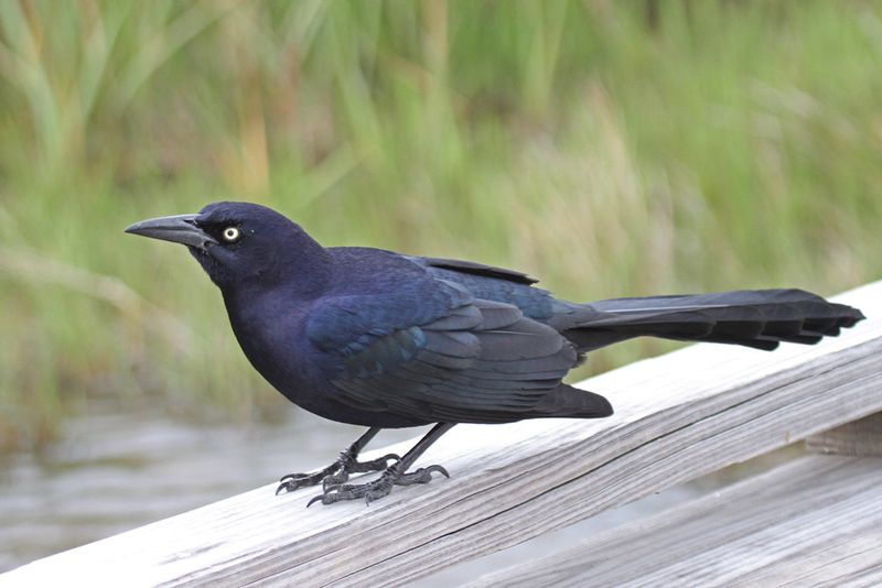 Great-tailed Grackle.jpg
