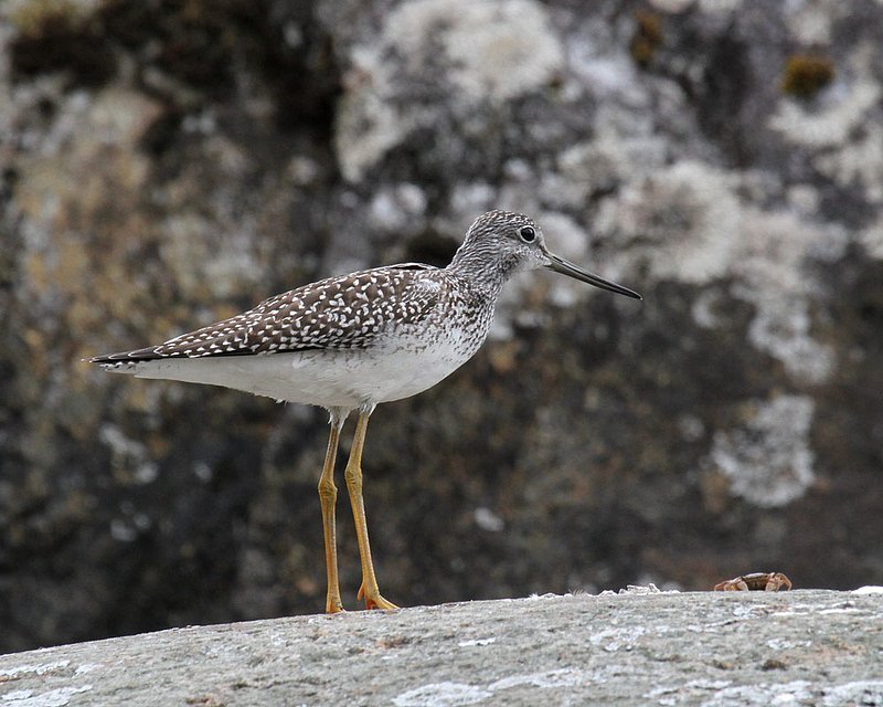 Greater Yellowlegs 3.jpg