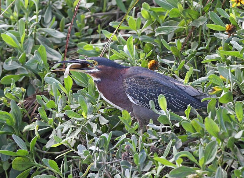 Green Heron1.jpg