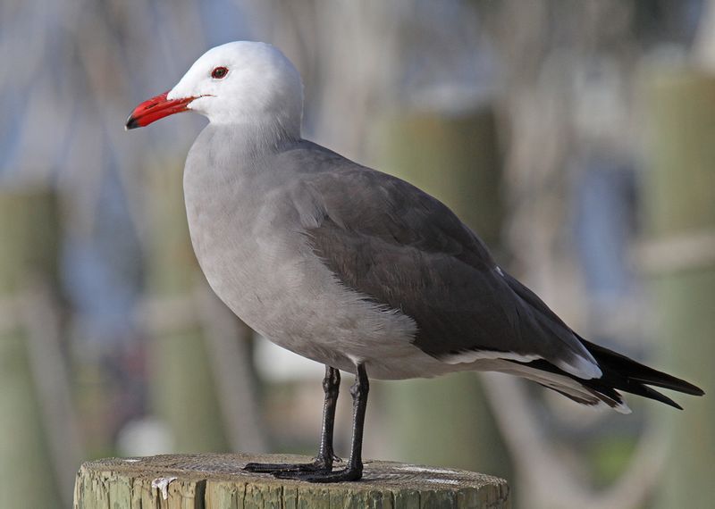 Heermans Gull1.jpg