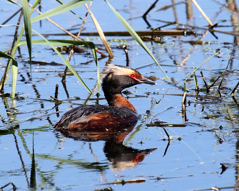 Horned Grebe3.jpg
