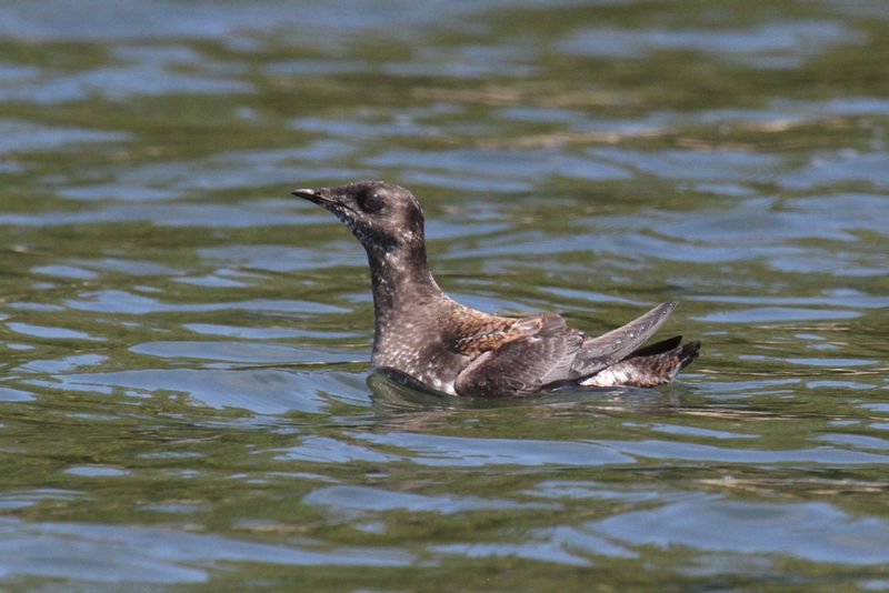 Marbled Murrelet.jpg