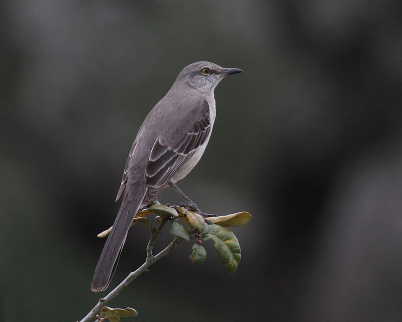 Northern Mockingbird 2.jpg :: The ubiquitous State Bird of Texas