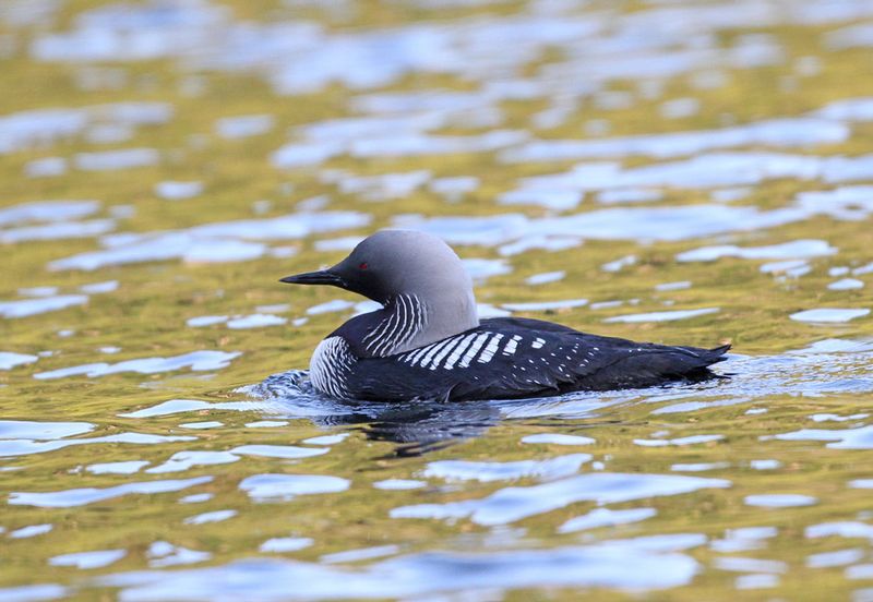 Pacific Loon.jpg