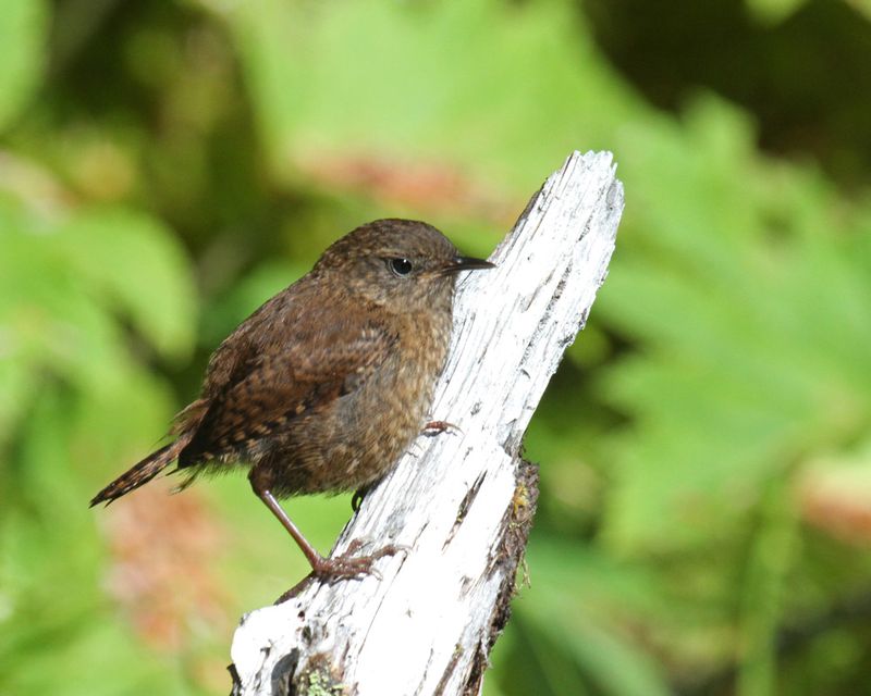 Pacific Wren1.jpg :: Still known as Winter Wren in the East, the western population is now known as Troglodytes Pacificus 