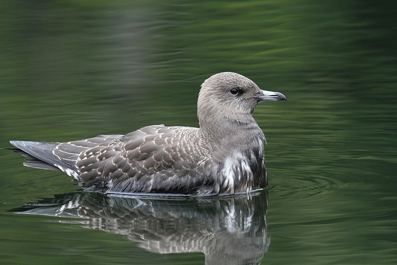 Parasitic Jaeger.jpg