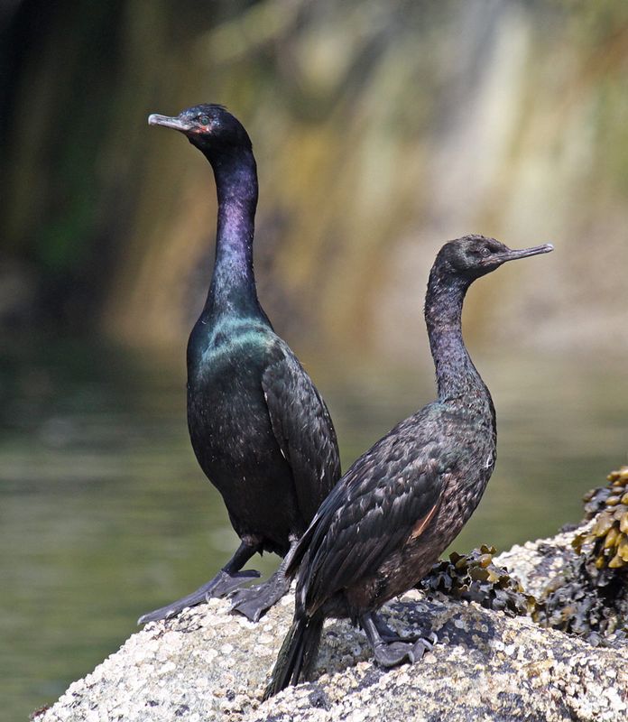 Pelagic Cormorant.jpg :: Adult on left and juvenile
