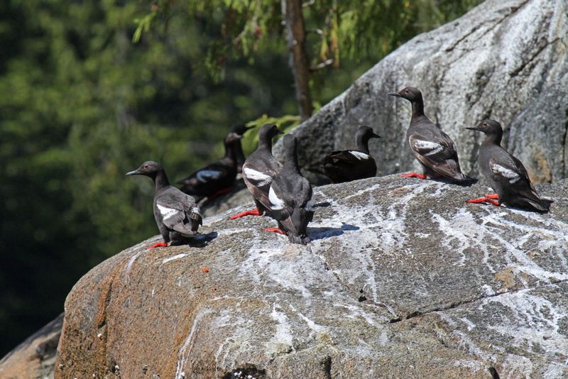 Pigeon Guillemot 1.jpg