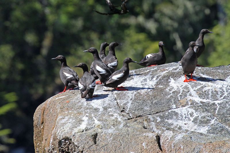 Pigeon Guillemot 2.jpg
