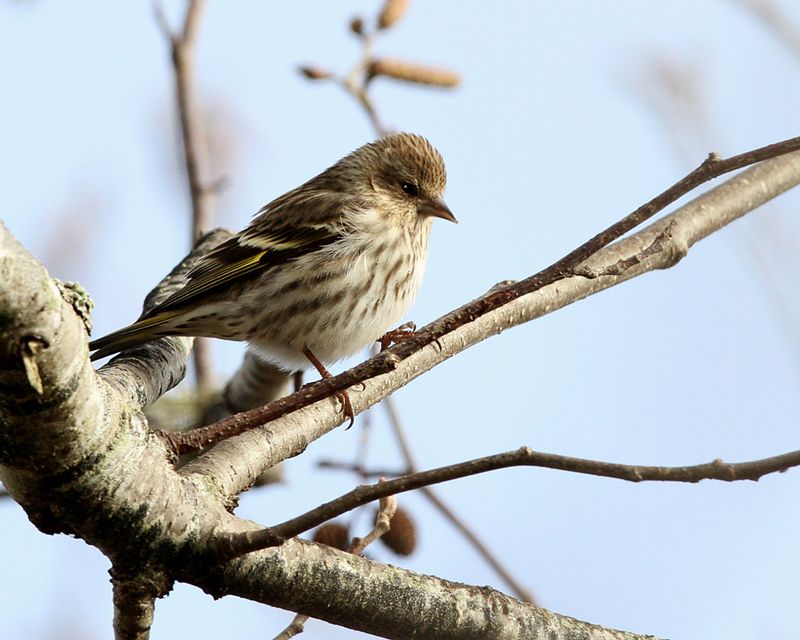 Pine Siskin.jpg
