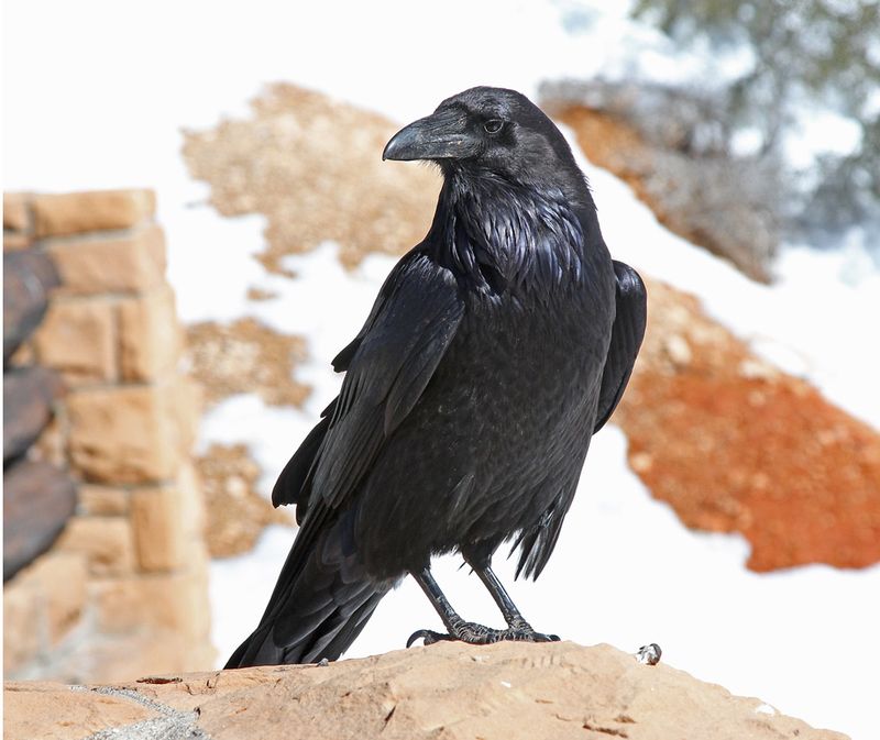 Raven3.jpg