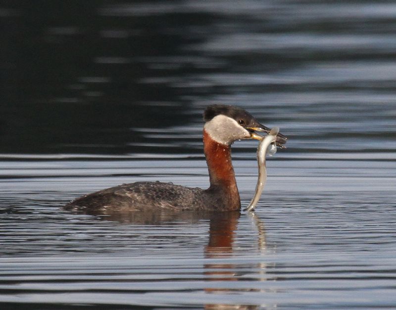 Red-necked Grebe 1.jpg