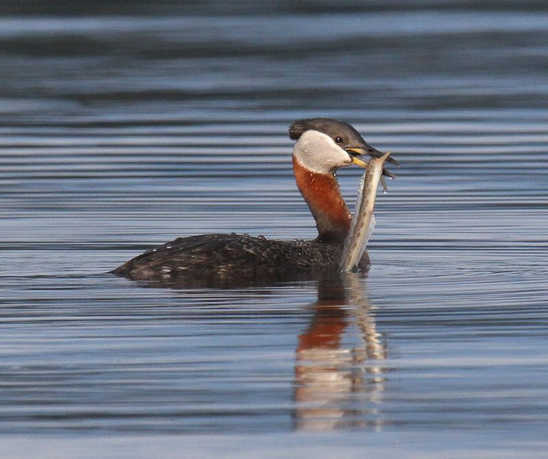Red-necked Grebe 2.jpg