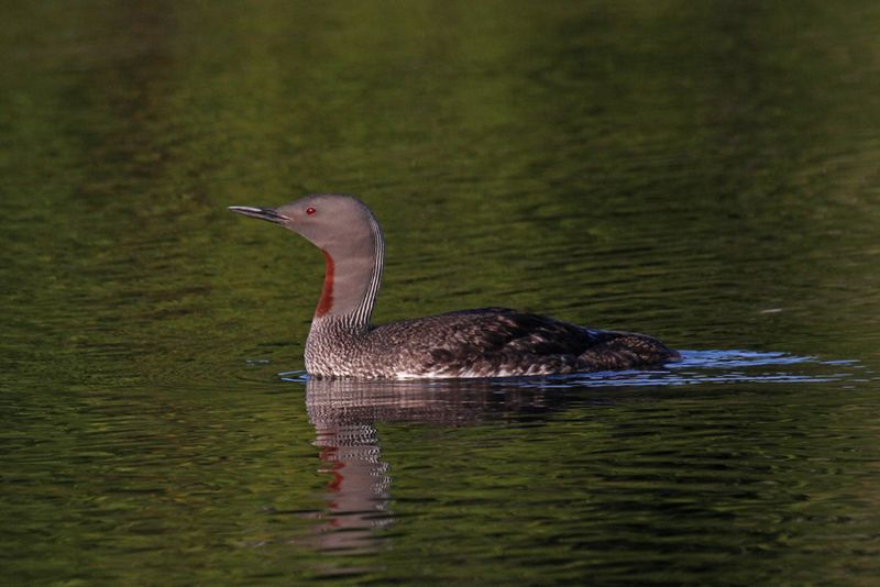 Red-throated Loon2.jpg