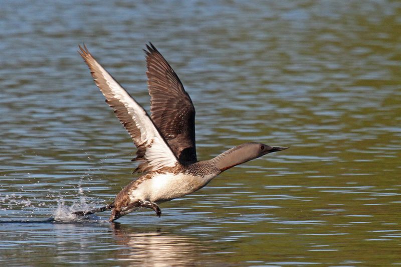Red-throated Loon4.jpg