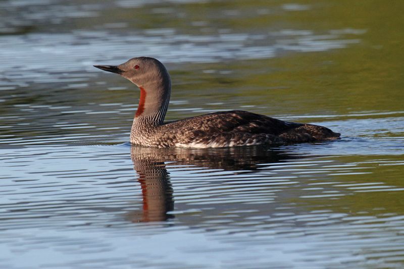 Red-throated Loon5.jpg