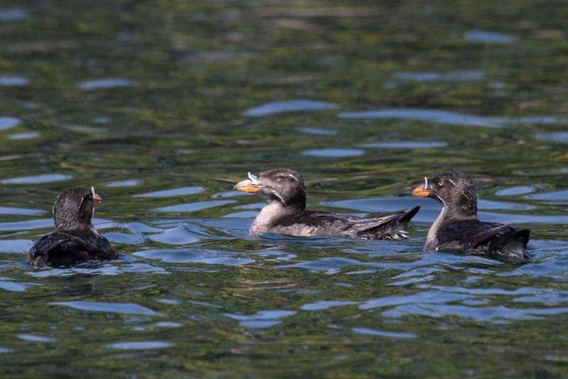 Rhinoceros Auklet.jpg