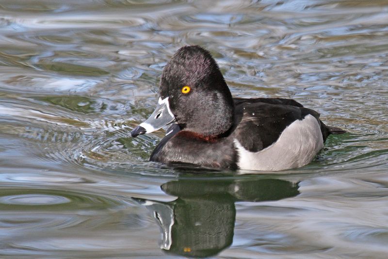 Ring-necked Duck2.jpg