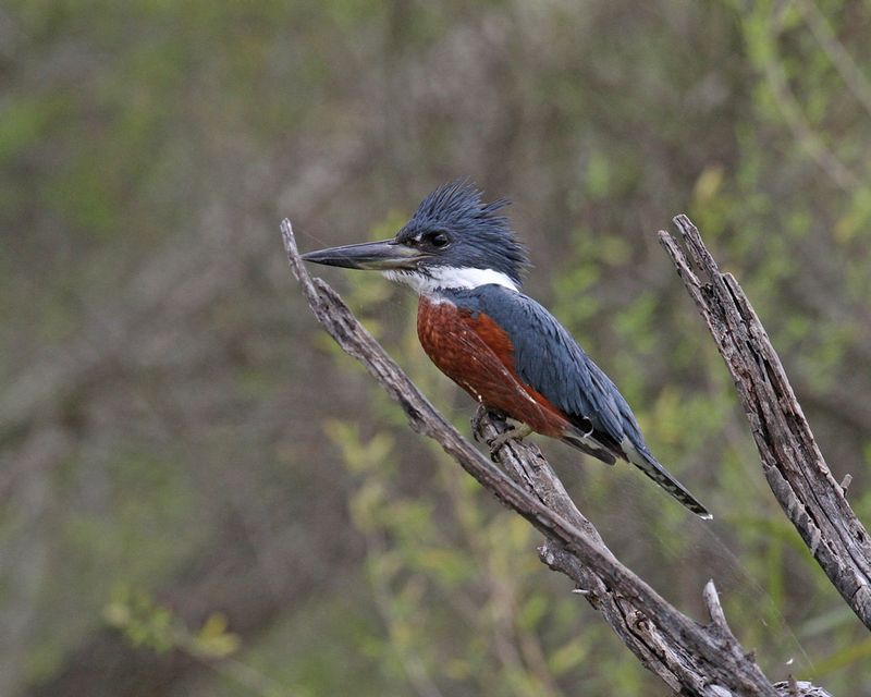 Ringed Kingfisher.jpg