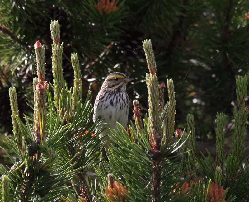 Savannah Sparrow1.jpg