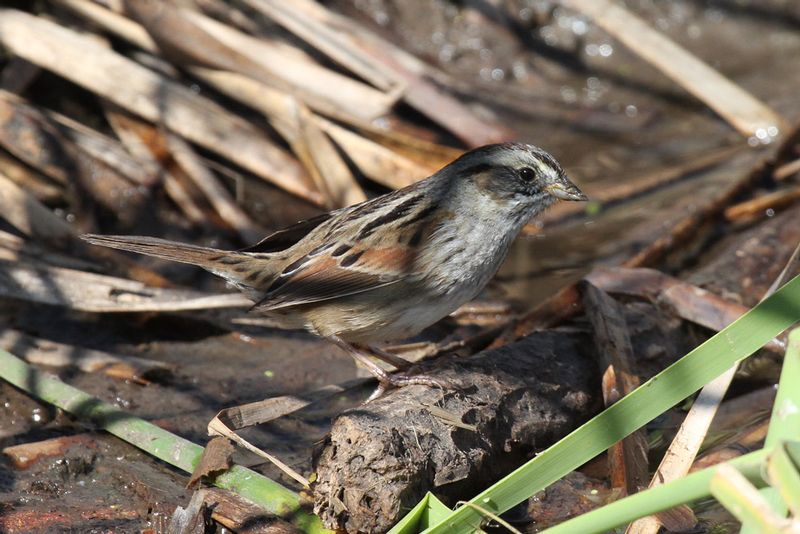 Seaside  Sparrow.jpg