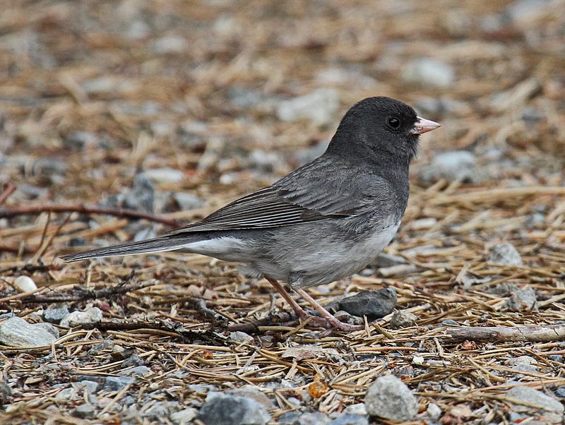 Slate-colored Junco.jpg :: Canadian Rockies varient