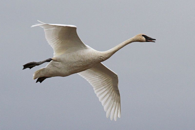 Trumpeter Swan 3.jpg