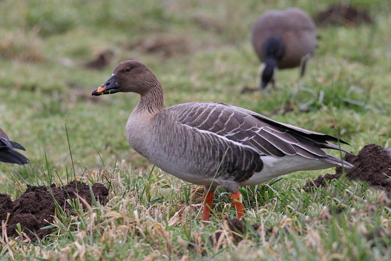 Tundra Bean Goose.jpg :: Seen at Nestucca NWR in Oregon, a rare visitor from Eurasia.